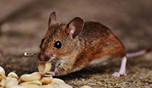 24 Hour & Emergency Exterminators in Mammoth, AZ